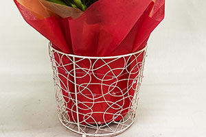 ガーベラ 青 ブルー 白 ホワイト ホワイトデー 開店開業 アレンジメント 送料無料