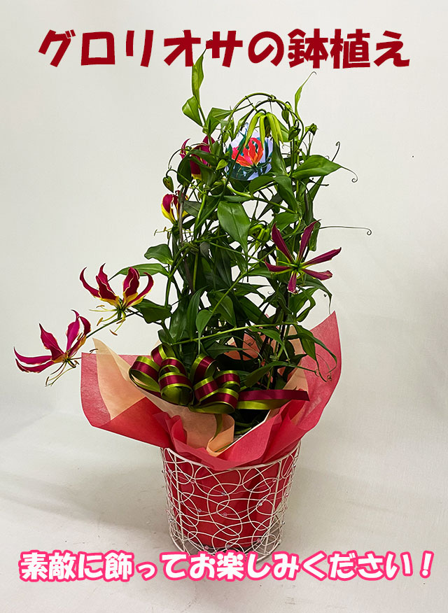 ホワイトデー チューリップ アレンジメント 開店開業 送料無料