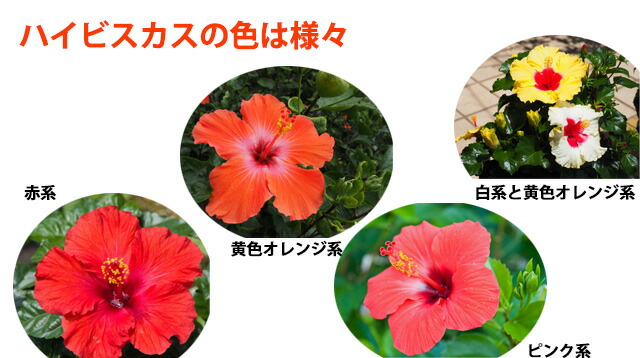 ハイビスカス 鉢 鉢植え 花 【 ロングライフハイビスカス 6号 6寸 】 お中元 誕生日 結婚記念日 父の日 お盆 おしゃれ ギフト