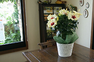 ハイビスカス 鉢 鉢植え 花 【 ロングライフハイビスカス 6号 6寸 】 お中元 誕生日 結婚記念日 父の日 お盆 おしゃれ ギフト