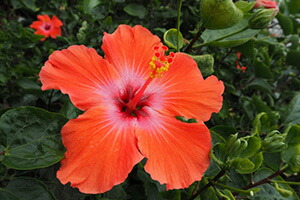 チューリップ　花束　ホワイトデー　送料無料