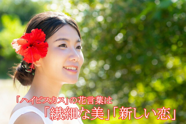ハイビスカス 鉢 鉢植え 花 【 ロングライフハイビスカス 6号 6寸 】 お中元 誕生日 結婚記念日 父の日 お盆 おしゃれ ギフト