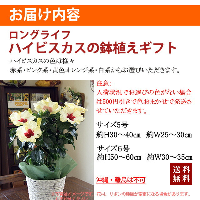 ハイビスカス 鉢 鉢植え 花 【 ロングライフハイビスカス 6号 6寸 】 お中元 誕生日 結婚記念日 父の日 お盆 おしゃれ ギフト