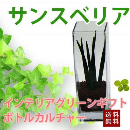 正規品 母の日 ギフト プレゼント グリーインテリア 観葉植物 送料無料 ボトルカルチャー サンセベリア ハイドロカルチャー インテリア ガ 絶対一番安い Carlavista Com 正規品 母の日 ギフト プレゼント グリーインテリア 観葉植物 送料無料 ボトルカルチャー サンセベリア ハイドロカルチャー インテリア ガ 絶対一番安い Carlavista Com