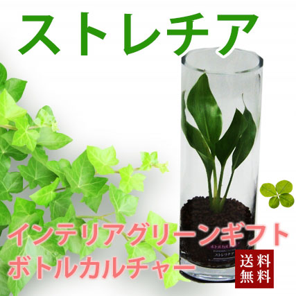 ポイント10倍 母の日 ギフト プレゼント グリーインテリア 観葉植物 送料無料 ボトルカルチャー ストレチア ハイドロカルチャー インテリア ガジ 好評継続中 今だけ限定価格 Www Iacymperu Org ポイント10倍 母の日 ギフト プレゼント グリーインテリア 観葉植物 送料無料 ボトルカルチャー ストレチア ハイドロカルチャー インテリア ガジ 好評継続中 今だけ限定価格 Www Iacymperu Org