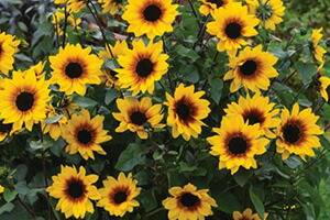 ヒマワ ひまわり 鉢植え 母の日 ギフト 送料無料