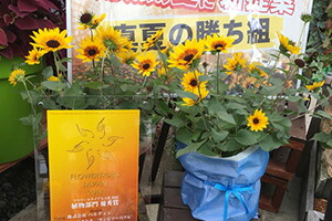 ヒマワ ひまわり 鉢植え 母の日 ギフト 送料無料