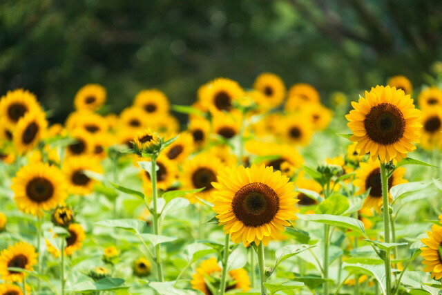 チューリップ　花束　ホワイトデー　送料無料