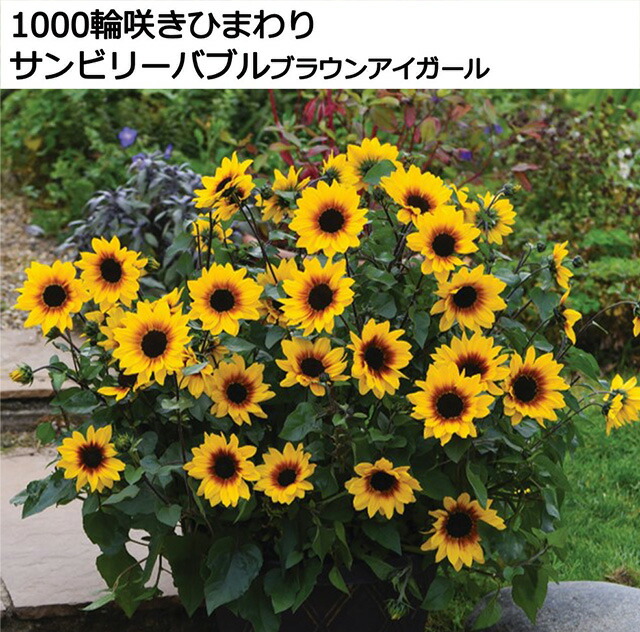 ヒマワ ひまわり 鉢植え 母の日 ギフト 送料無料