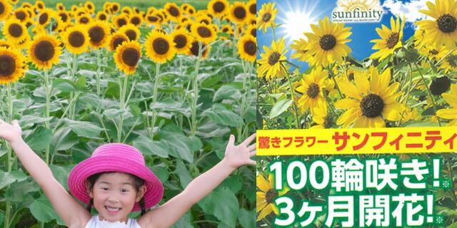 100輪咲き ヒマワリ サンフィニティー 鉢植え