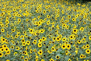 100輪咲き ヒマワリ サンフィニティー 鉢植え