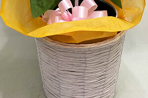 チューリップ　花束　ホワイトデー　送料無料