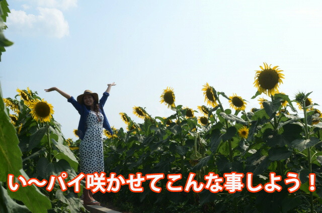 100輪咲き ヒマワリ サンフィニティー 鉢植え