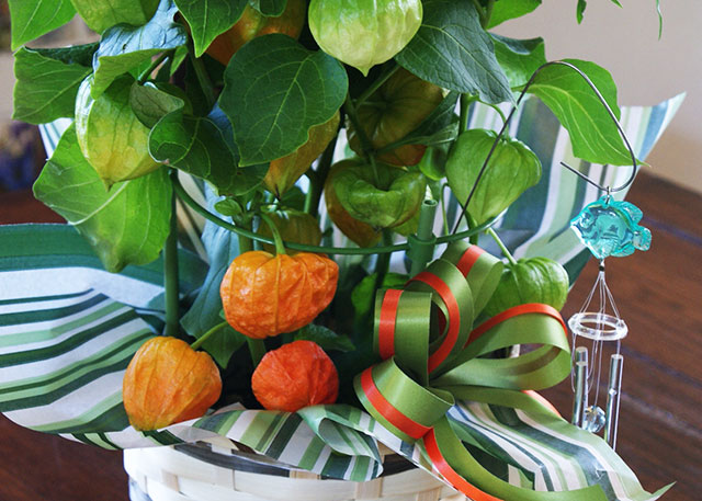 ほうずき 鉢植え1