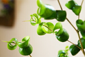 インテリアグリーン　ベンジャミン　バロック　送料無料　ネット通販花屋花樹有（かじゅある )