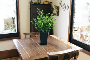 インテリアグリーン　ベンジャミン　バロック　送料無料　ネット通販花屋花樹有（かじゅある )