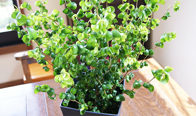 インテリアグリーン　ベンジャミン　バロック　送料無料　ネット通販花屋花樹有（かじゅある )