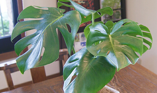 インテリアグリーン モンステラ