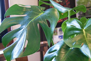 インテリアグリーン モンステラ