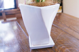 インテリアグリーン モンステラ