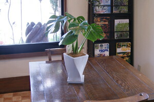 インテリアグリーン モンステラ