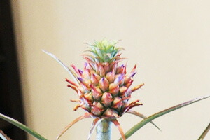 花パイン 切花のパイナップル 篭付きメッセージ無料 全国発送