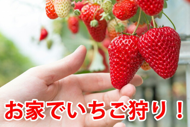 いちご イチゴ 鉢植え ギフト 誕生日 結婚記念日 バレンタイン ホワイトデー