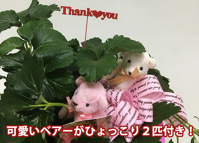 いちご イチゴ 鉢植え ギフト 誕生日 結婚記念日 バレンタイン ホワイトデー