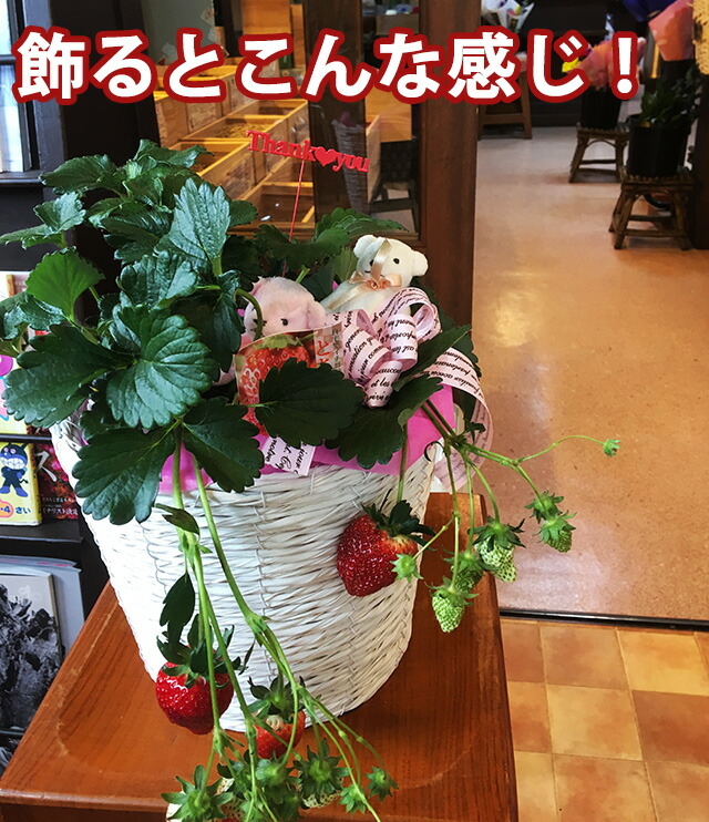 いちご イチゴ 鉢植え ギフト 誕生日 結婚記念日 バレンタイン ホワイトデー