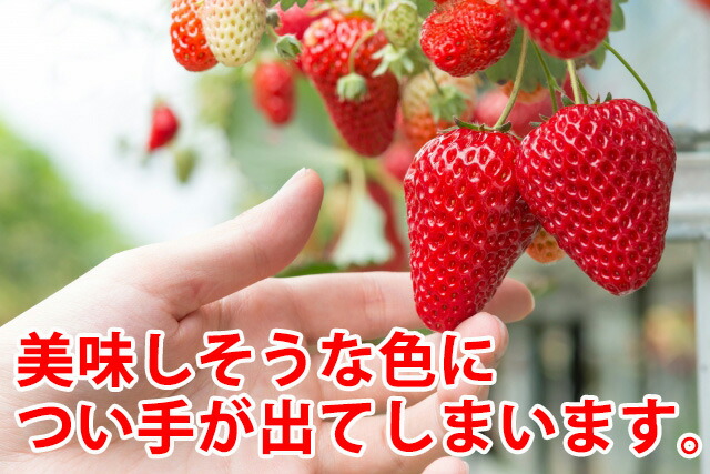 いちご イチゴ 鉢植え ギフト 誕生日 結婚記念日 バレンタイン ホワイトデー