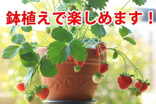 いちご イチゴ 鉢植え ギフト 誕生日 結婚記念日 バレンタイン ホワイトデー