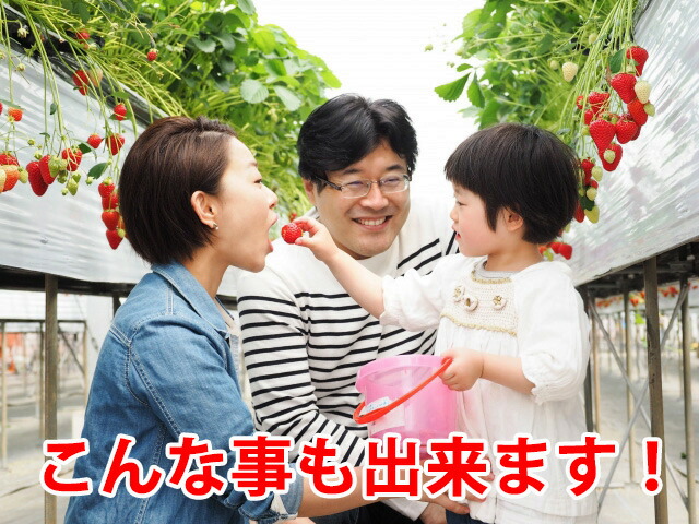 いちご イチゴ 鉢植え ギフト 誕生日 結婚記念日 バレンタイン ホワイトデー