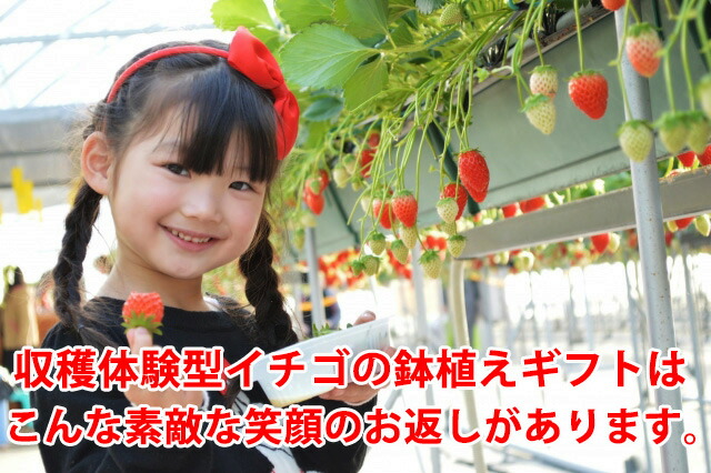 いちご イチゴ 鉢植え ギフト 誕生日 結婚記念日 バレンタイン ホワイトデー