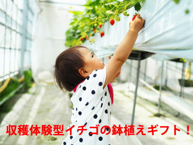 いちご イチゴ 鉢植え ギフト 誕生日 結婚記念日 バレンタイン ホワイトデー