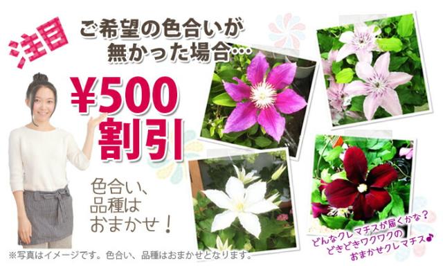 クレマチスの鉢植えギフト