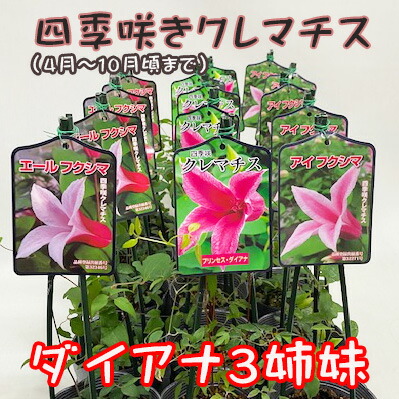 プリンセスダイアナ（クレマチス・テッセン）のフラワーギフト 鉢植えギフト