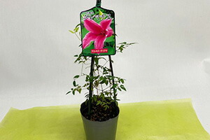 クレマチスの花