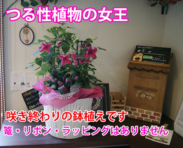 プリンセスダイアナ（クレマチス・テッセン）のフラワーギフト 鉢植えギフト