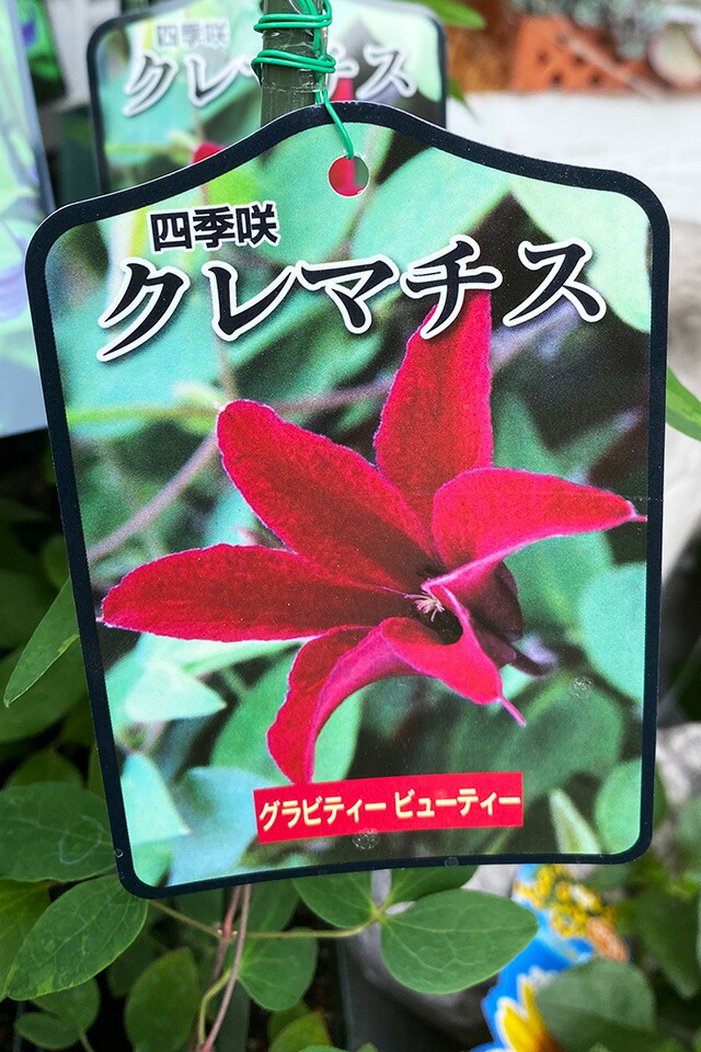 プリンセスダイアナ（クレマチス・テッセン）のフラワーギフト 鉢植えギフト