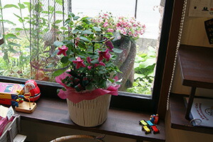 クレマチス　飾るとこんな感じ