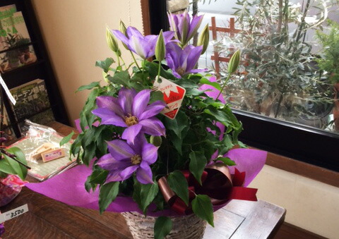 クレマチスの鉢植えギフト