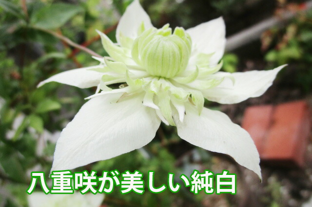 クレマチス 白万重 八重 送料無料