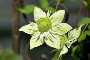 クレマチス 白万重 八重 送料無料