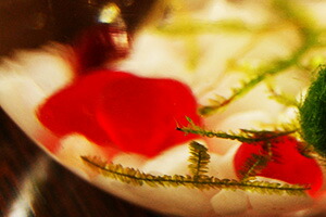 マリモ　インテリア