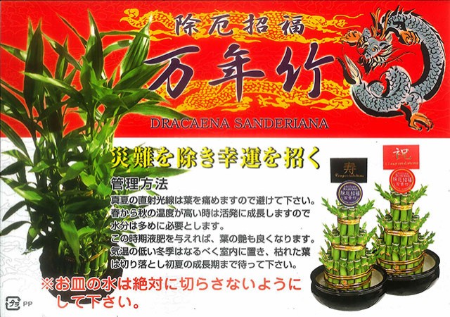 観葉植物 ミリオンバンブー 小 ミリオンバンブー 3段積 送料無料 開運竹 お彼岸 富貴竹 水耕栽培 ミニ ハイドロカルチャー サンデの通販はau Pay マーケット 花ギフト山形産果物野菜花樹有 商品ロットナンバー