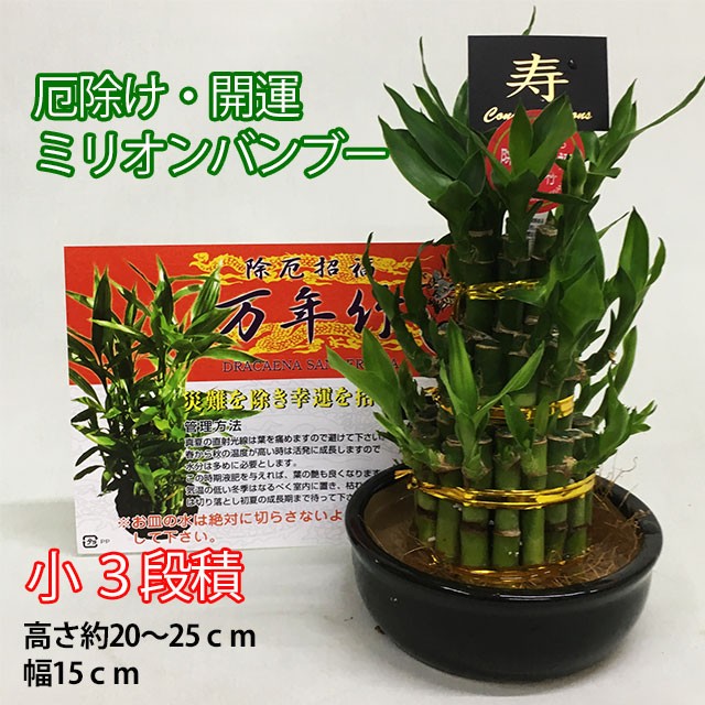 観葉植物 ミリオンバンブー 小 ミリオンバンブー 3段積 送料無料 開運竹 お彼岸 富貴竹 水耕栽培 ミニ ハイドロカルチャー サンデの通販はau Pay マーケット 花ギフト山形産果物野菜花樹有 商品ロットナンバー