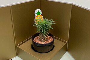 チューリップ　花束　ホワイトデー　送料無料