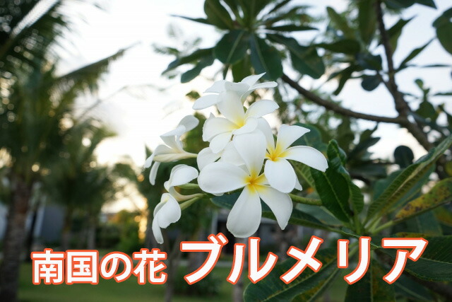 プルメリア 鉢植え ギフト 誕生日 結婚記念日 花樹有 山形の花屋 ネット通販 山形 花屋 花樹有( かじゅある )