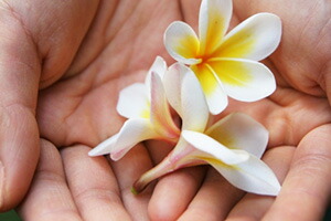 プルメリア 鉢植え ギフト 誕生日 結婚記念日 花樹有 山形の花屋 ネット通販 山形 花屋 花樹有( かじゅある )