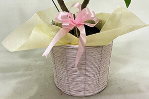 プルメリア 鉢植え ギフト 誕生日 結婚記念日 花樹有 山形の花屋 ネット通販 山形 花屋 花樹有( かじゅある )